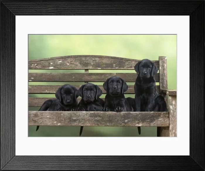 Framed Print : Picture No. 12010365 Framed Print : Picture No. 12010365
