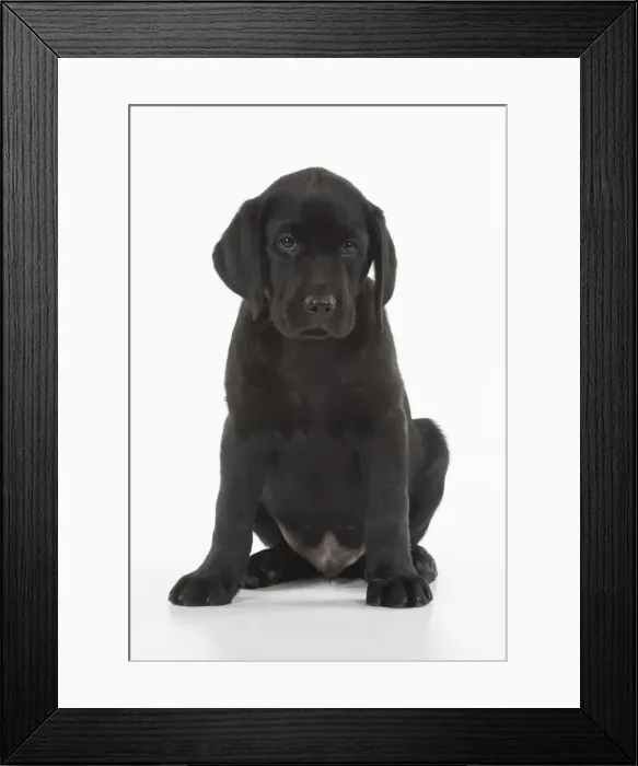 Framed Print : Picture No. 12010367 Framed Print : Picture No. 12010367