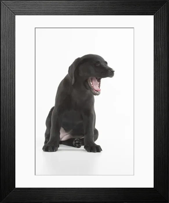 Framed Print : Picture No. 12010371 Framed Print : Picture No. 12010371