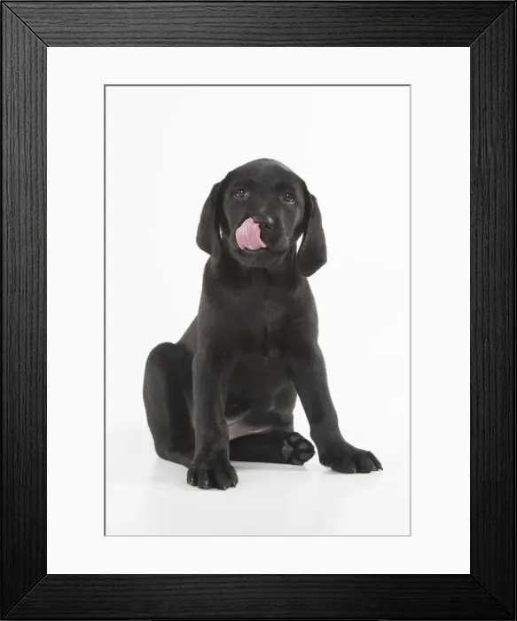 Framed Print : Picture No. 12010373 Framed Print : Picture No. 12010373