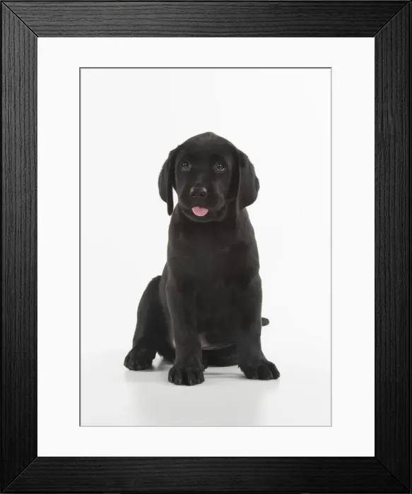 Framed Print : Picture No. 12010374 Framed Print : Picture No. 12010374