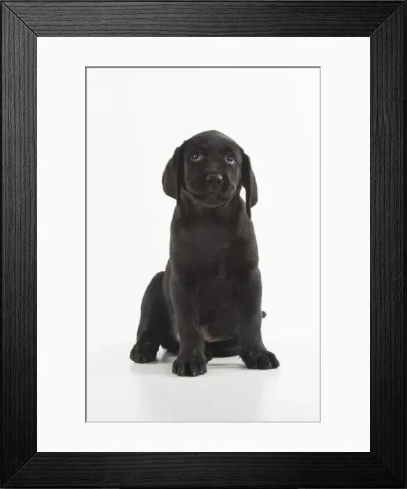 Framed Print : Picture No. 12010375 Framed Print : Picture No. 12010375