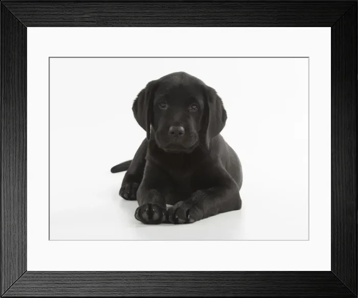 Framed Print : Picture No. 12010376 Framed Print : Picture No. 12010376
