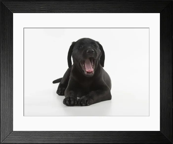 Framed Print : Picture No. 12010377 Framed Print : Picture No. 12010377