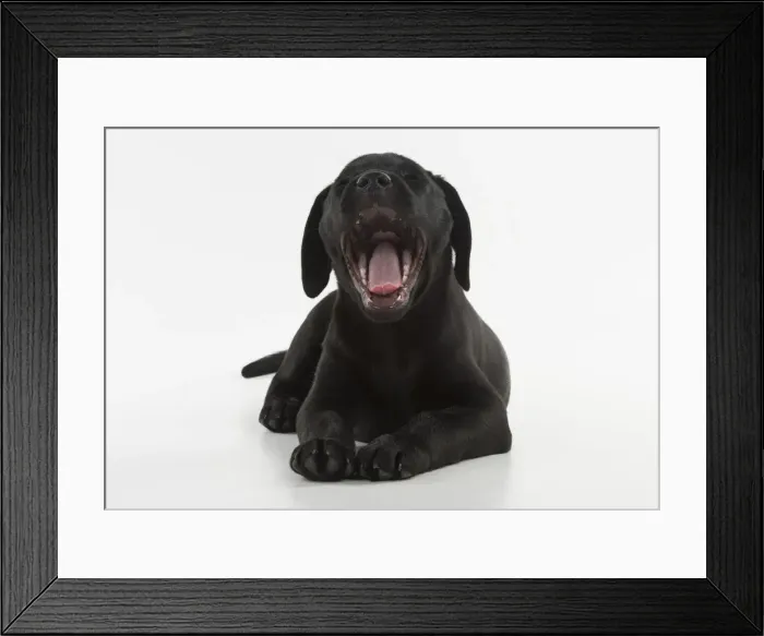 Framed Print : Picture No. 12010378 Framed Print : Picture No. 12010378
