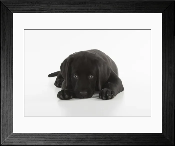 Framed Print : Picture No. 12010380 Framed Print : Picture No. 12010380