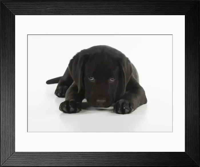 Framed Print : Picture No. 12010381 Framed Print : Picture No. 12010381