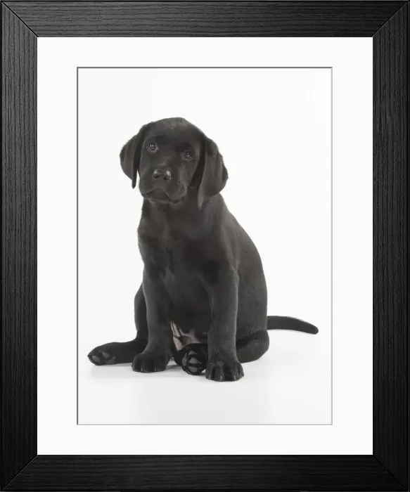 Framed Print : Picture No. 12010382 Framed Print : Picture No. 12010382