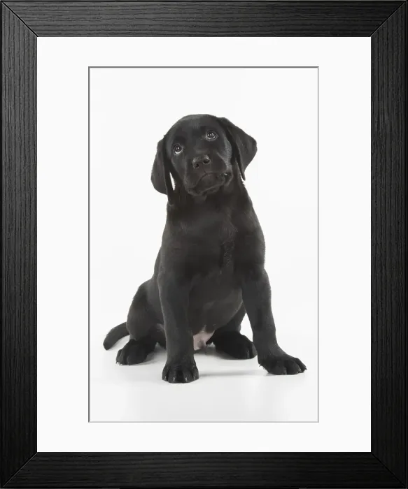 Framed Print : Picture No. 12010383 Framed Print : Picture No. 12010383