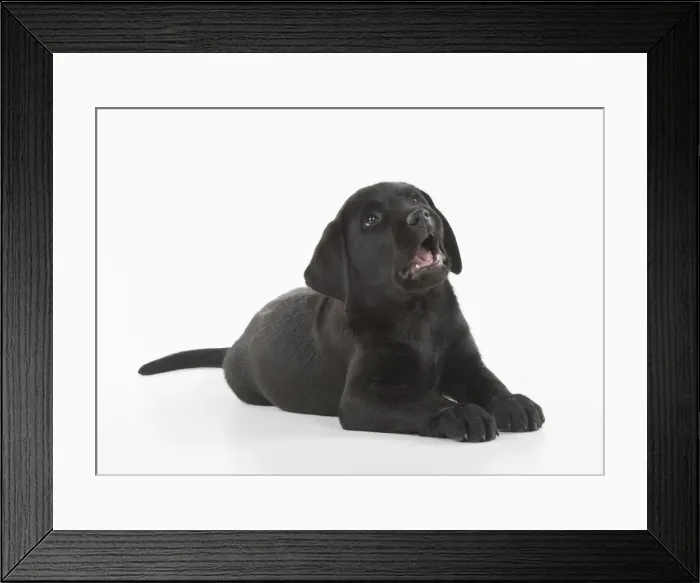 Framed Print : Picture No. 12010384 Framed Print : Picture No. 12010384