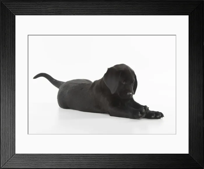 Framed Print : Picture No. 12010385 Framed Print : Picture No. 12010385
