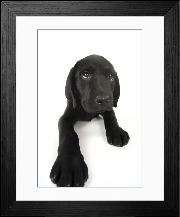 Framed Print : Picture No. 12010386 Framed Print : Picture No. 12010386