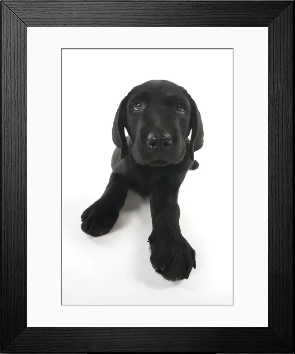 Framed Print : Picture No. 12010387 Framed Print : Picture No. 12010387