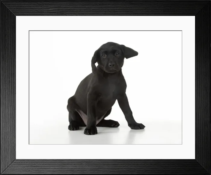 Framed Print : Picture No. 12010388 Framed Print : Picture No. 12010388