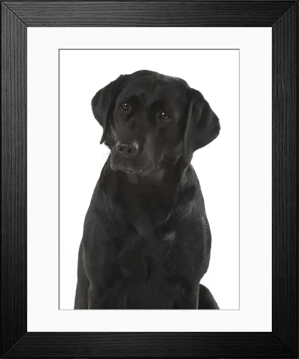 Framed Print : Picture No. 12010390 Framed Print : Picture No. 12010390
