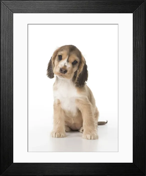 Framed Print : Picture No. 12010580 Framed Print : Picture No. 12010580