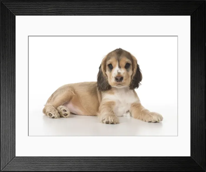 Framed Print : Picture No. 12010582 Framed Print : Picture No. 12010582