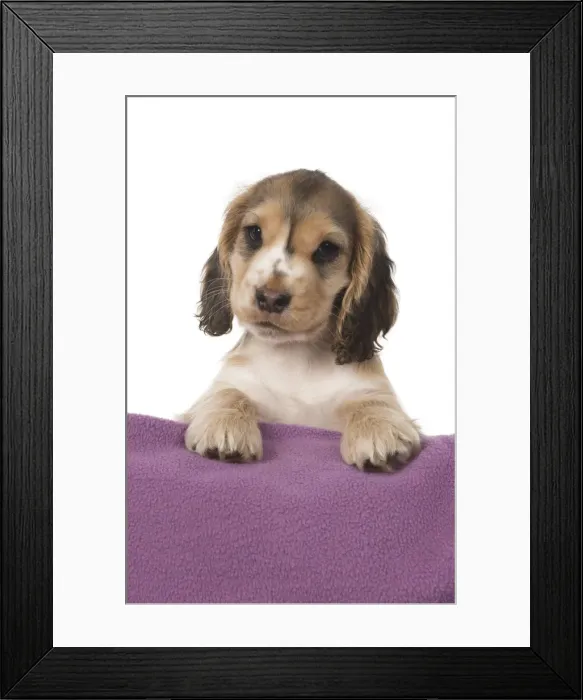 Framed Print : Picture No. 12010583 Framed Print : Picture No. 12010583