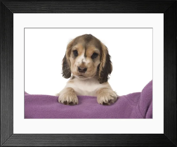Framed Print : Picture No. 12010584