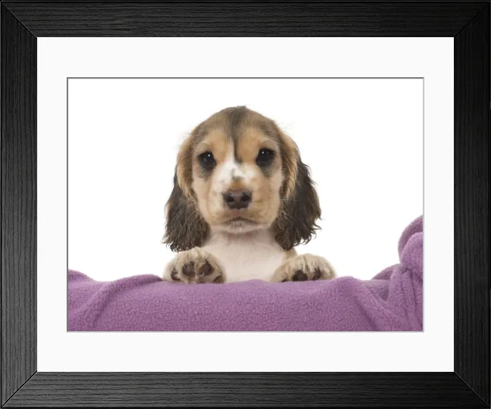 Framed Print : Picture No. 12010585 Framed Print : Picture No. 12010585