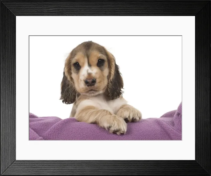Framed Print : Picture No. 12010586 Framed Print : Picture No. 12010586