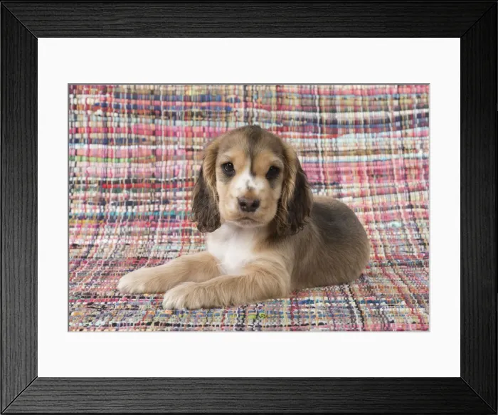 Framed Print : Picture No. 12010589 Framed Print : Picture No. 12010589
