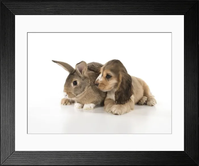 Framed Print : Picture No. 12010594 Framed Print : Picture No. 12010594
