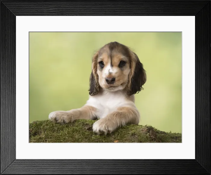 Framed Print : Picture No. 12010597 Framed Print : Picture No. 12010597