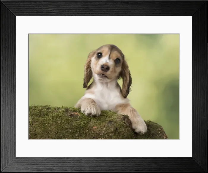 Framed Print : Picture No. 12010598 Framed Print : Picture No. 12010598