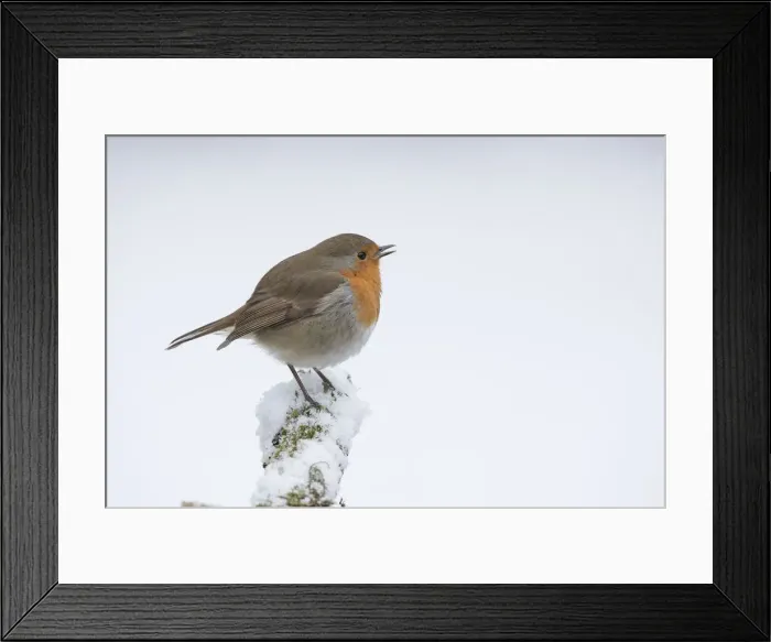 Framed Print : Picture No. 12010600 Framed Print : Picture No. 12010600