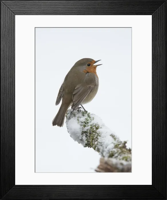Framed Print : Picture No. 12010601 Framed Print : Picture No. 12010601