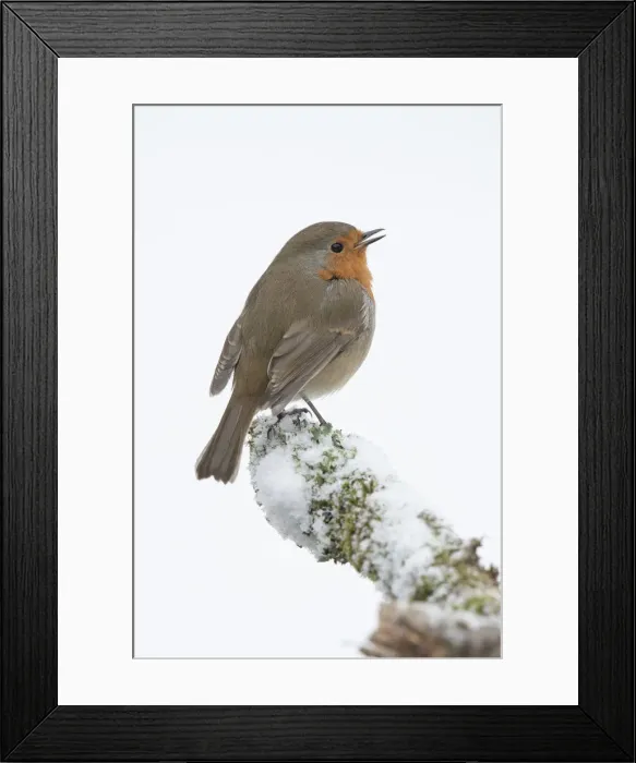 Framed Print : Picture No. 12010602 Framed Print : Picture No. 12010602