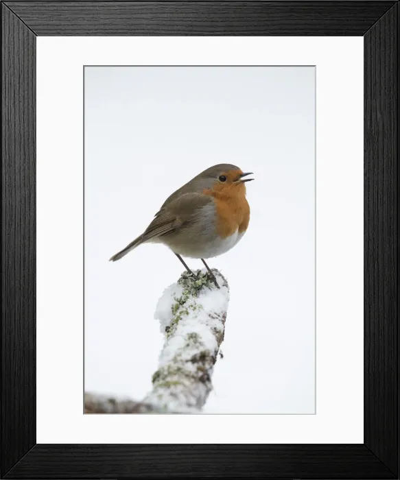 Framed Print : Picture No. 12010603 Framed Print : Picture No. 12010603