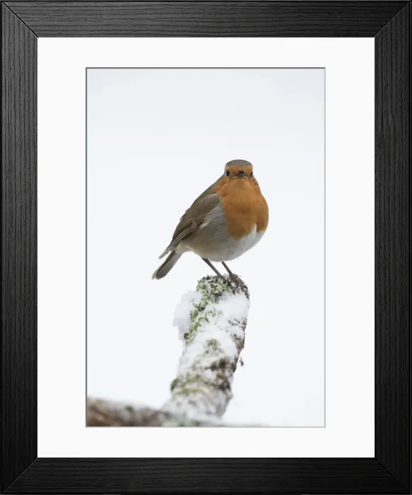 Framed Print : Picture No. 12010604 Framed Print : Picture No. 12010604