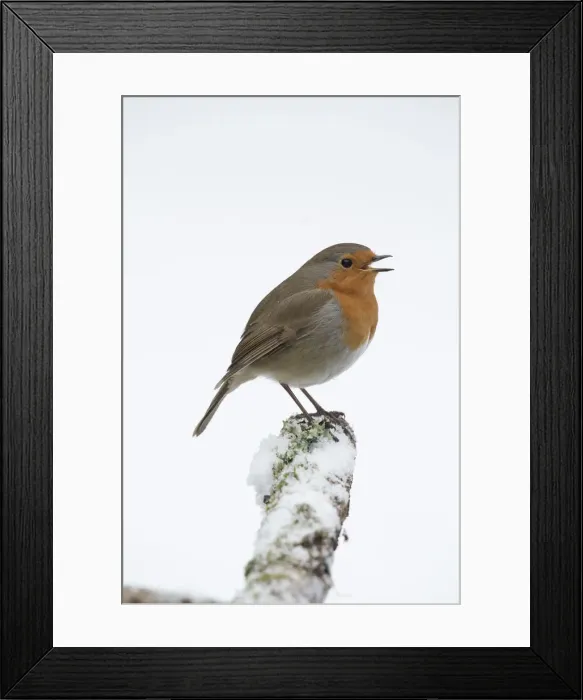Framed Print : Picture No. 12010605 Framed Print : Picture No. 12010605