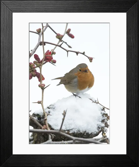 Framed Print : Picture No. 12010606 Framed Print : Picture No. 12010606