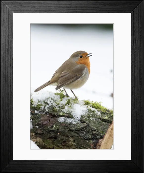 Framed Print : Picture No. 12010607 Framed Print : Picture No. 12010607