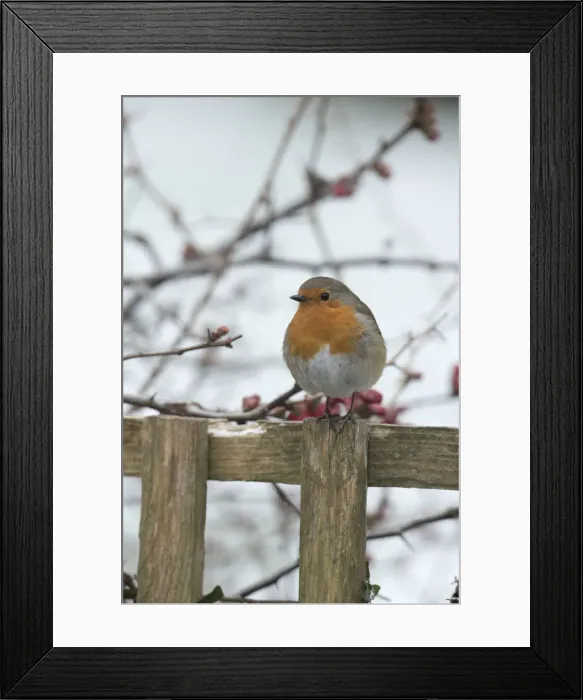 Framed Print : Picture No. 12010608 Framed Print : Picture No. 12010608