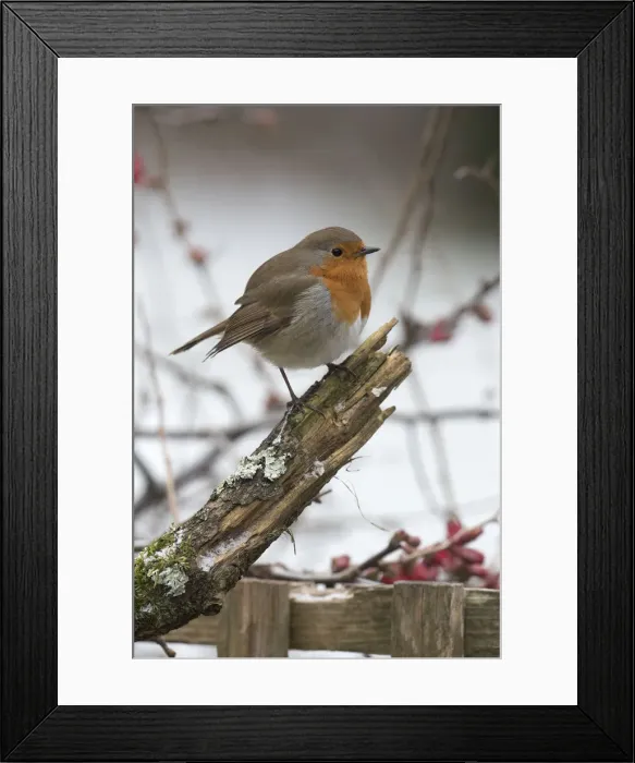 Framed Print : Picture No. 12010609 Framed Print : Picture No. 12010609