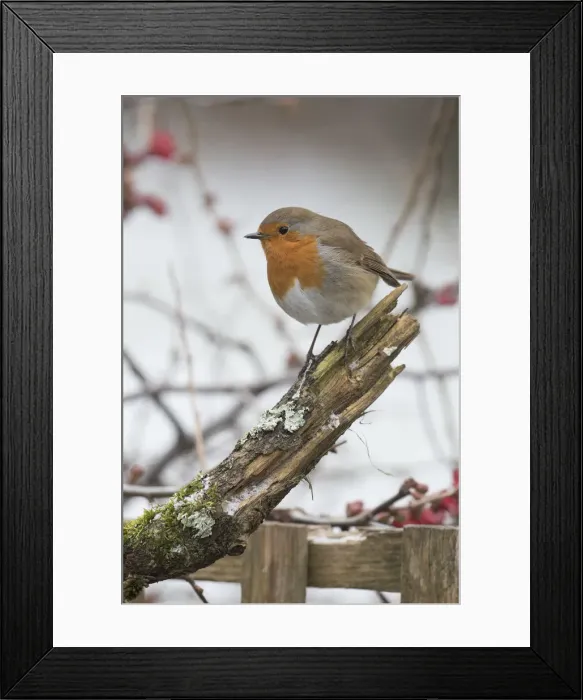 Framed Print : Picture No. 12010610 Framed Print : Picture No. 12010610