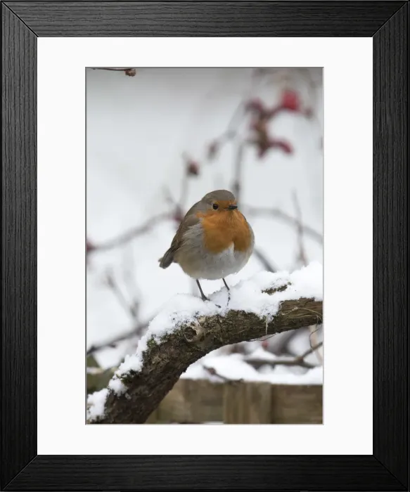 Framed Print : Picture No. 12010611 Framed Print : Picture No. 12010611