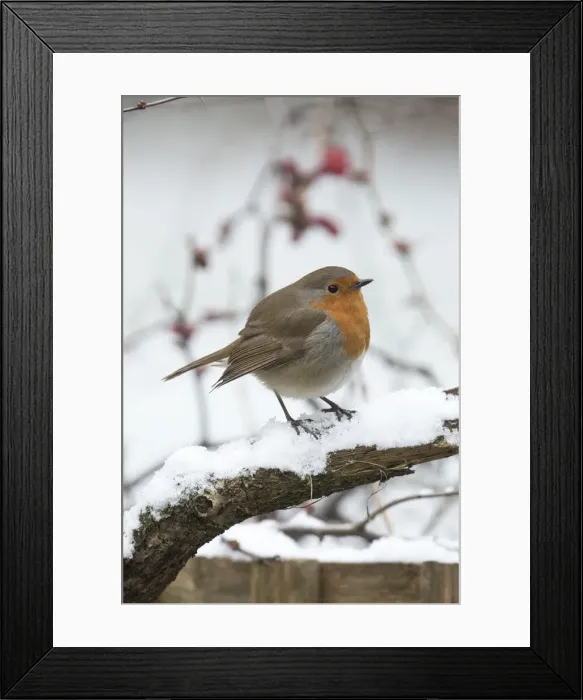 Framed Print : Picture No. 12010612 Framed Print : Picture No. 12010612