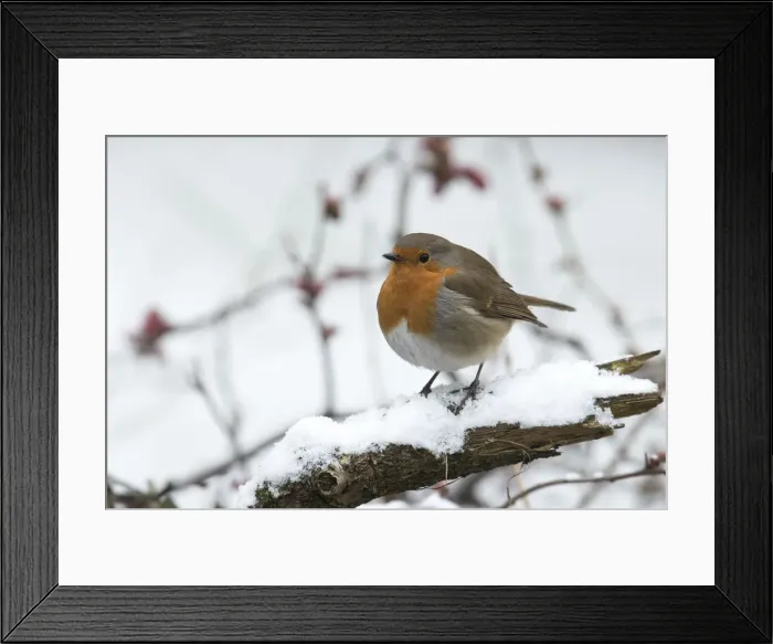 Framed Print : Picture No. 12010613 Framed Print : Picture No. 12010613
