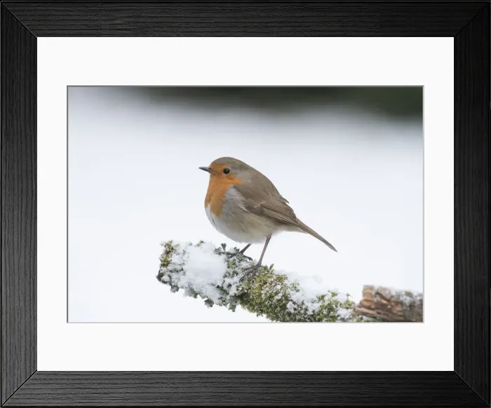 Framed Print : Picture No. 12010614 Framed Print : Picture No. 12010614