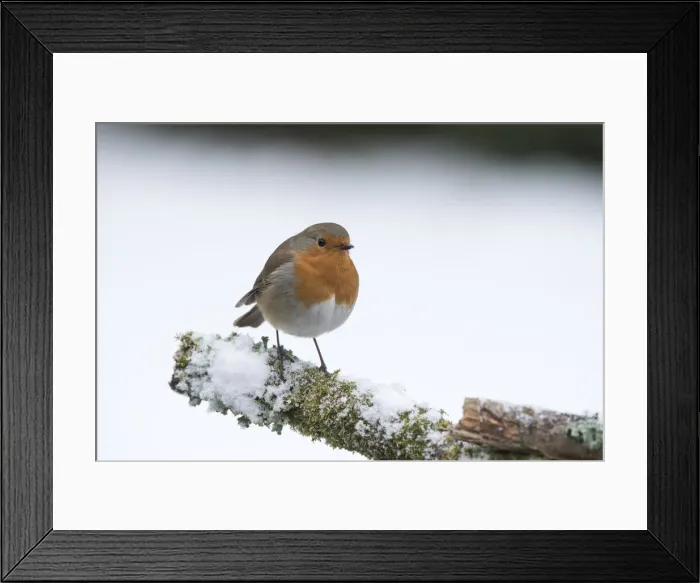 Framed Print : Picture No. 12010615 Framed Print : Picture No. 12010615