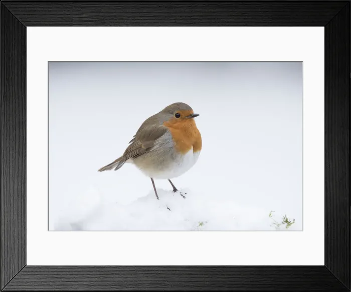 Framed Print : Picture No. 12010616 Framed Print : Picture No. 12010616