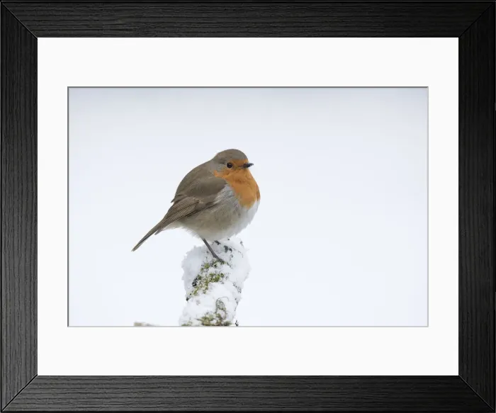 Framed Print : Picture No. 12010617 Framed Print : Picture No. 12010617