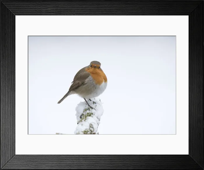 Framed Print : Picture No. 12010618 Framed Print : Picture No. 12010618