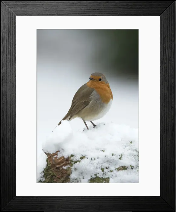 Framed Print : Picture No. 12010620 Framed Print : Picture No. 12010620