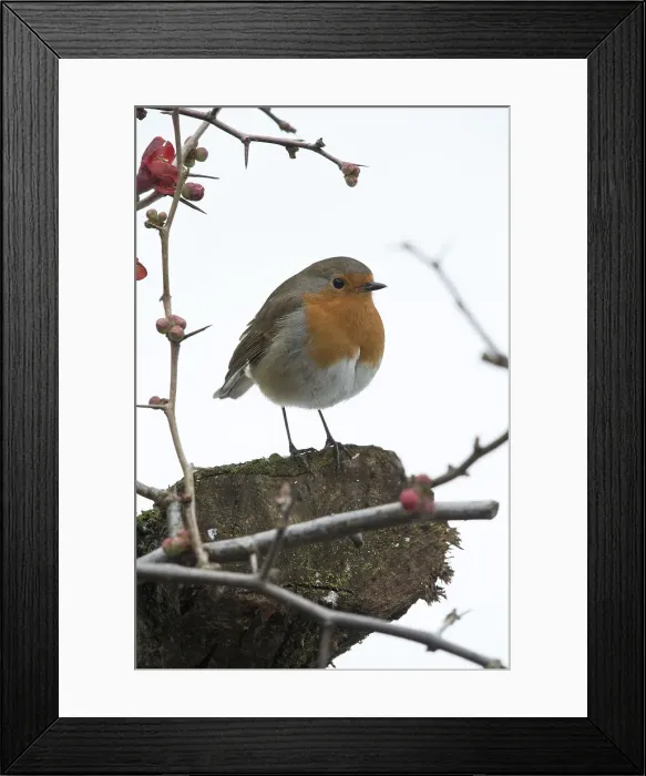 Framed Print : Picture No. 12010621 Framed Print : Picture No. 12010621